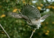 Sparrowhawk <i>Accipiter nisus</i>